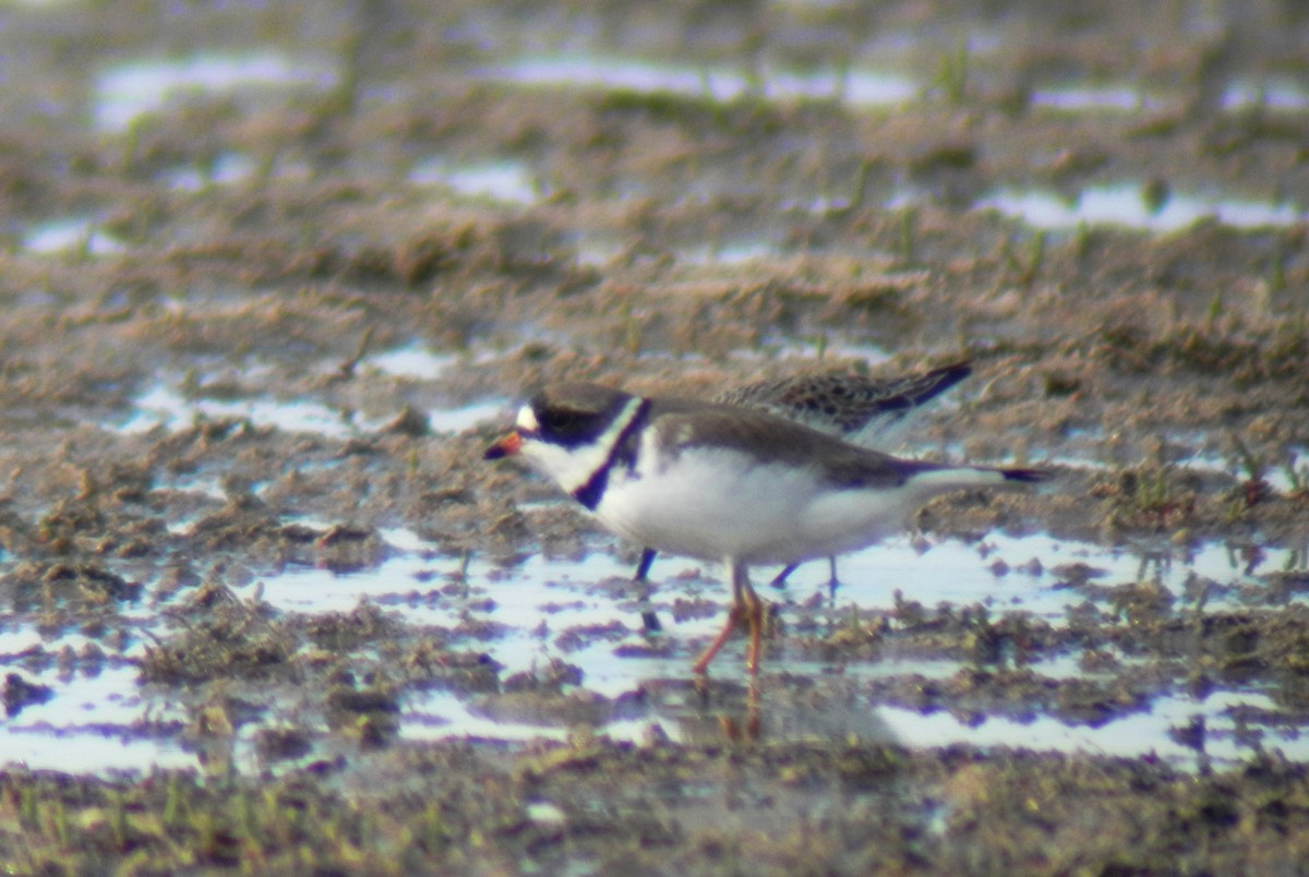 Semipalmated Plover - ML126494621