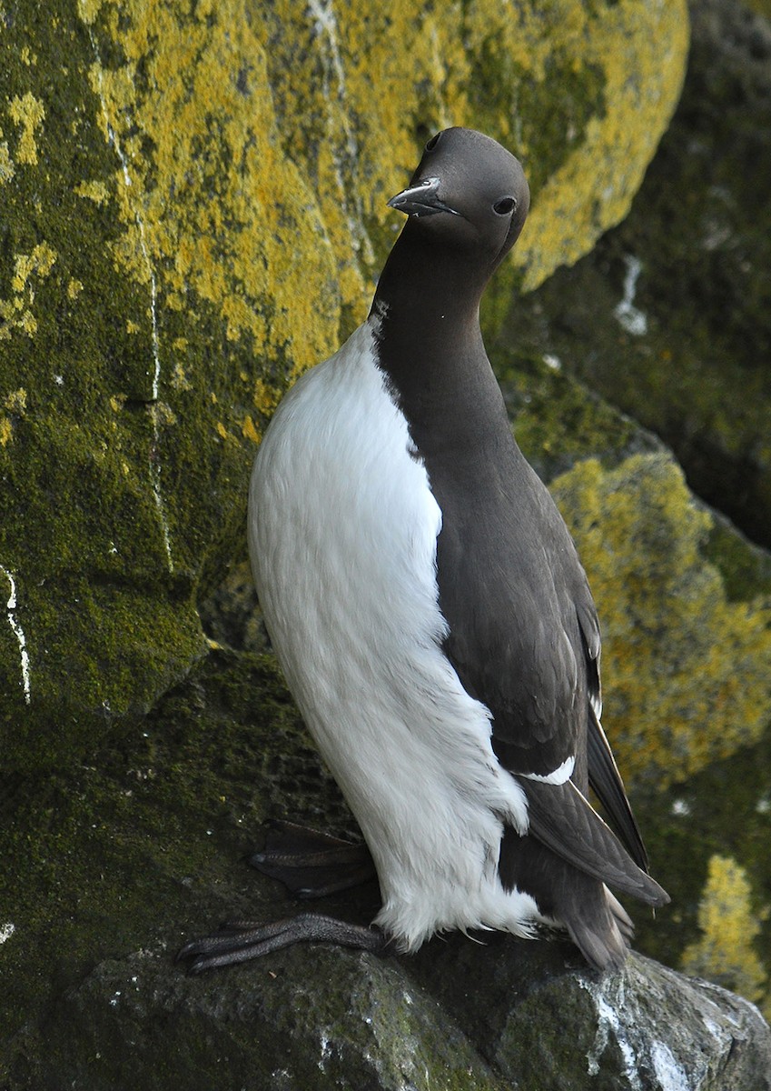 Thick-billed x Common Murre (hybrid) - ML126495551