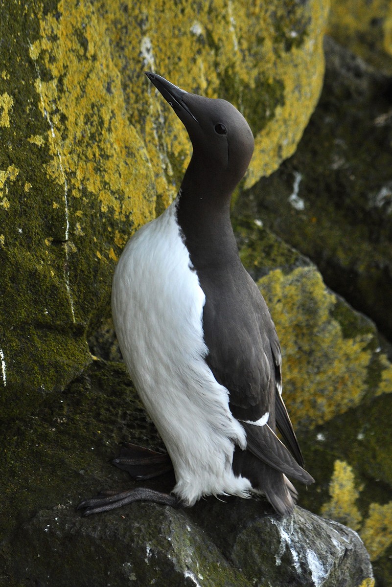 Thick-billed x Common Murre (hybrid) - Ryan O'Donnell