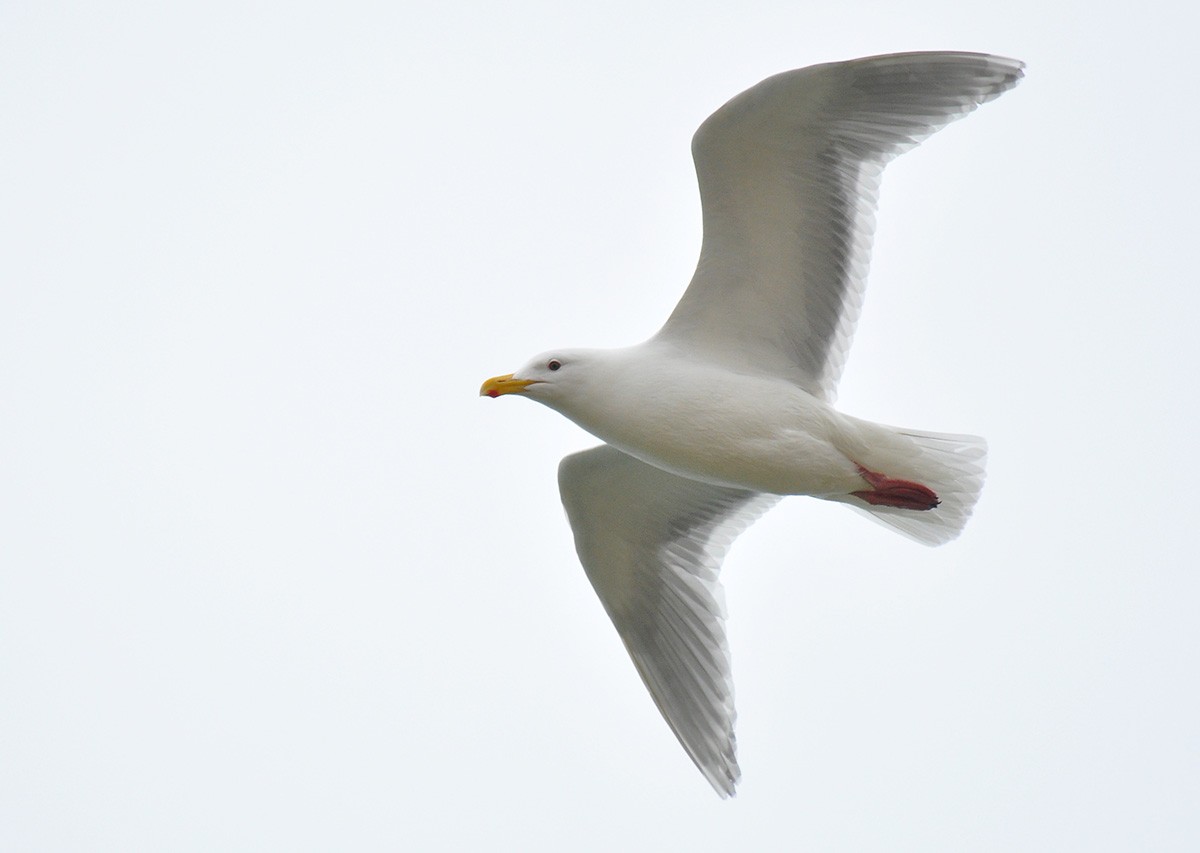 Glaucous-winged Gull - Ryan O'Donnell