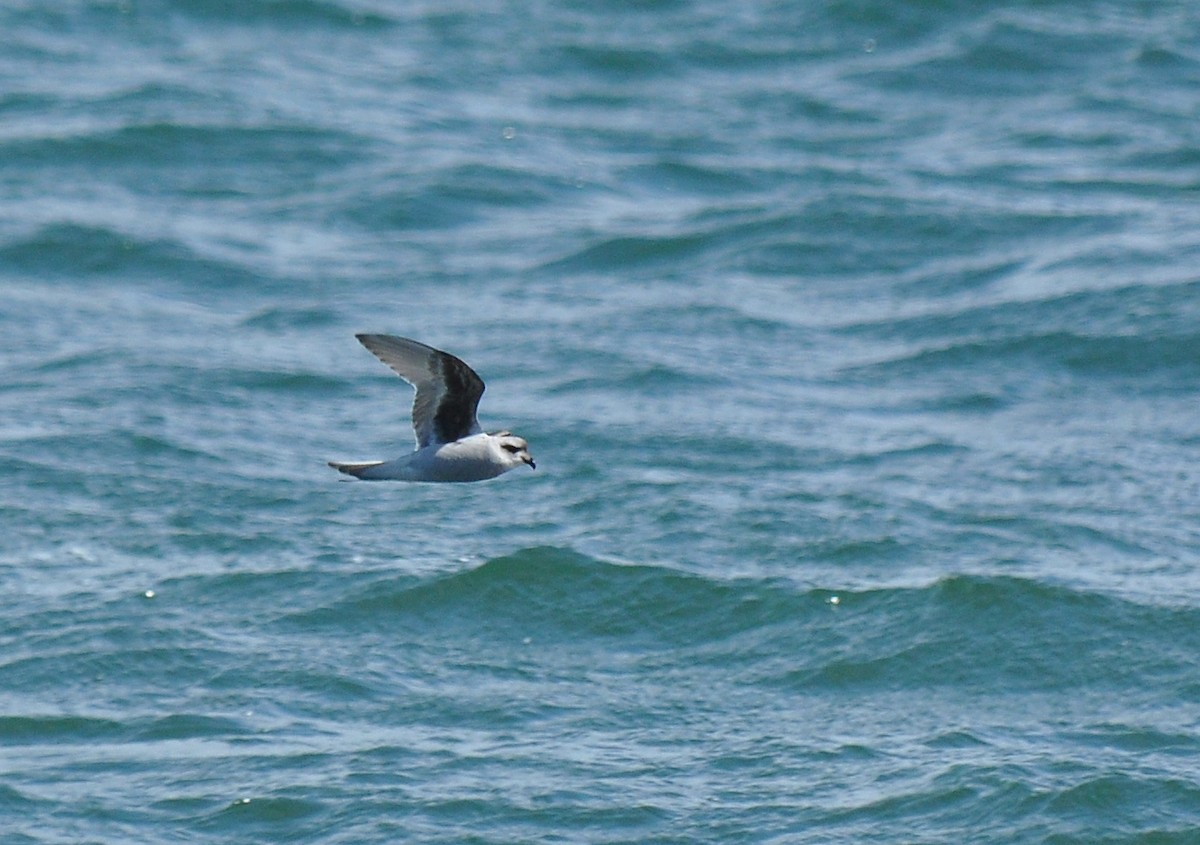 Fork-tailed Storm-Petrel - ML126496081