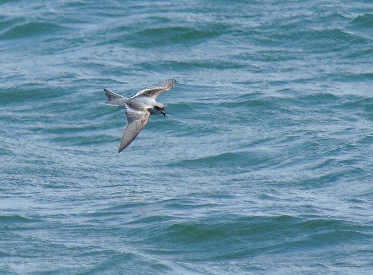 Fork-tailed Storm-Petrel - ML126496091