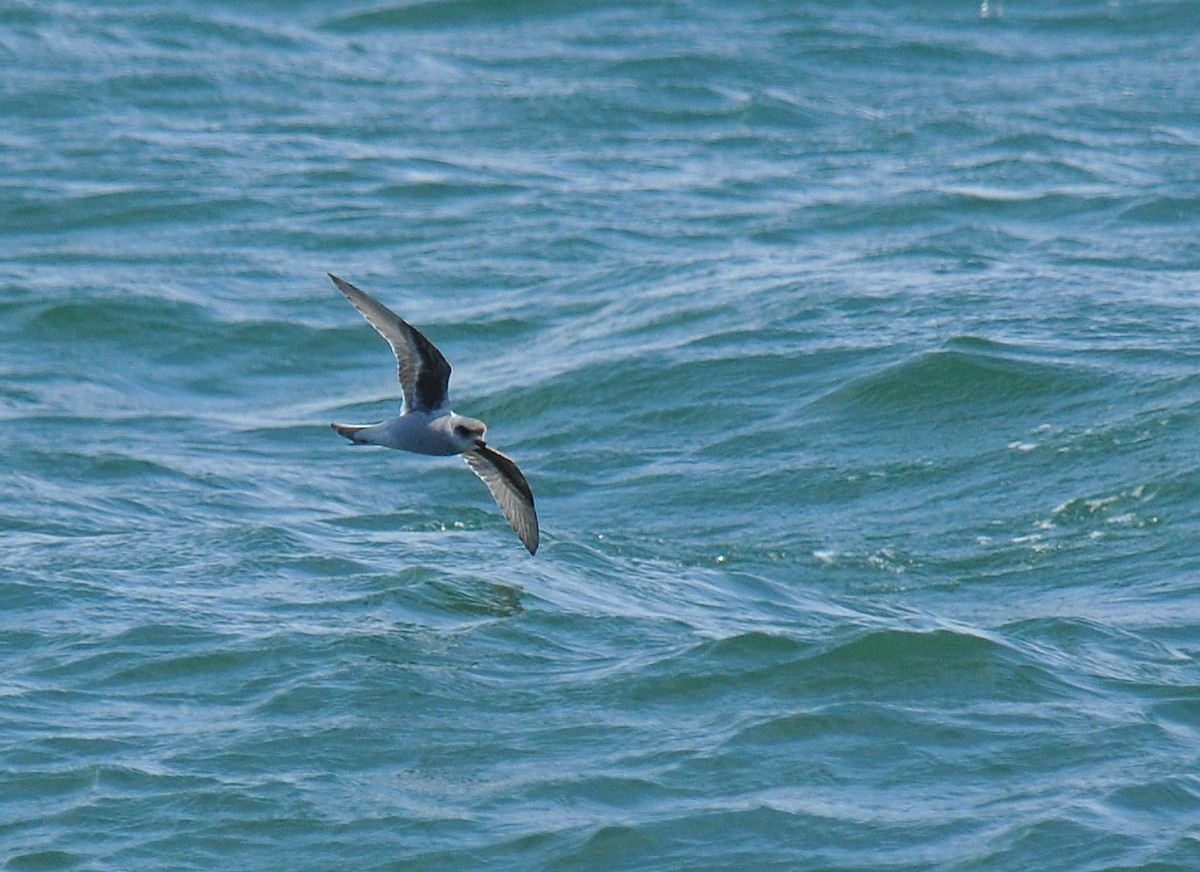 Fork-tailed Storm-Petrel - Ryan O'Donnell