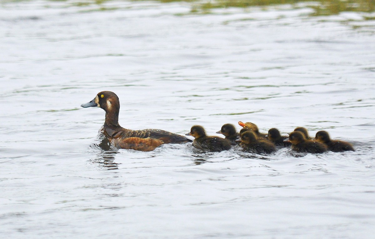 Greater Scaup - Ryan O'Donnell