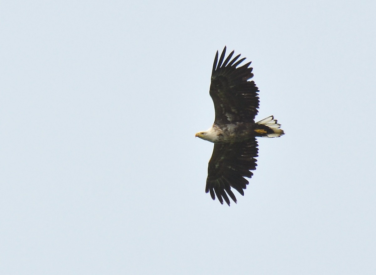 White-tailed Eagle - Ryan O'Donnell