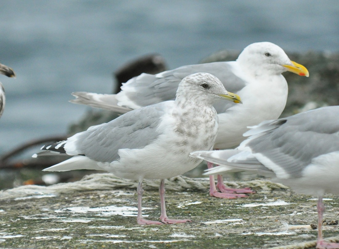 Iceland Gull (Thayer's) - Ryan O'Donnell