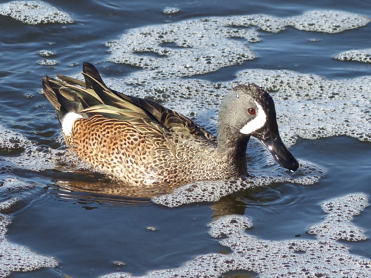 Blue-winged Teal - ML126498391