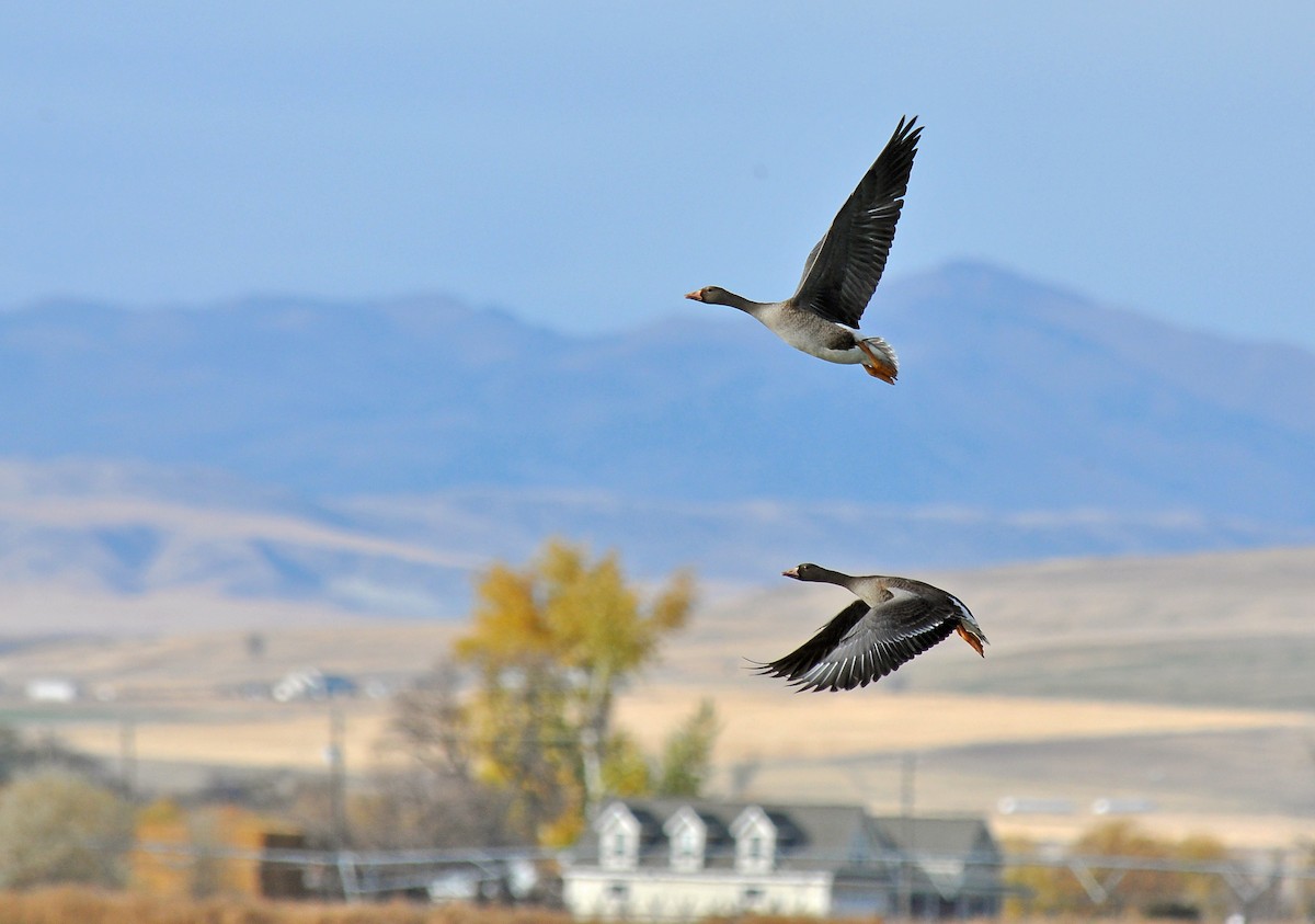 Greater White-fronted Goose - Ryan O'Donnell