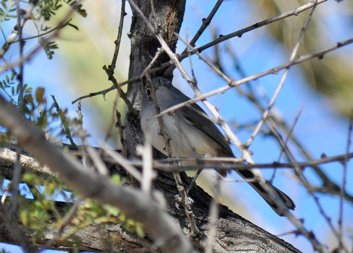 Black-tailed Gnatcatcher - Ryan O'Donnell