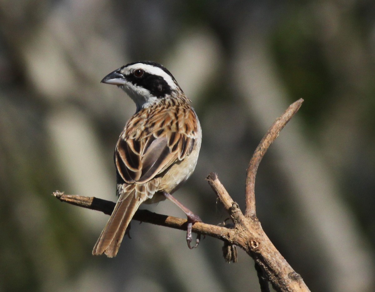 Stripe-headed Sparrow - ML126502161