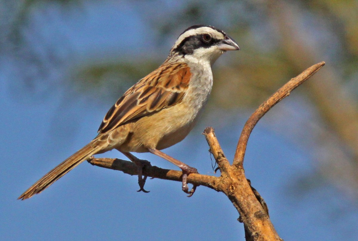 Stripe-headed Sparrow - ML126502231
