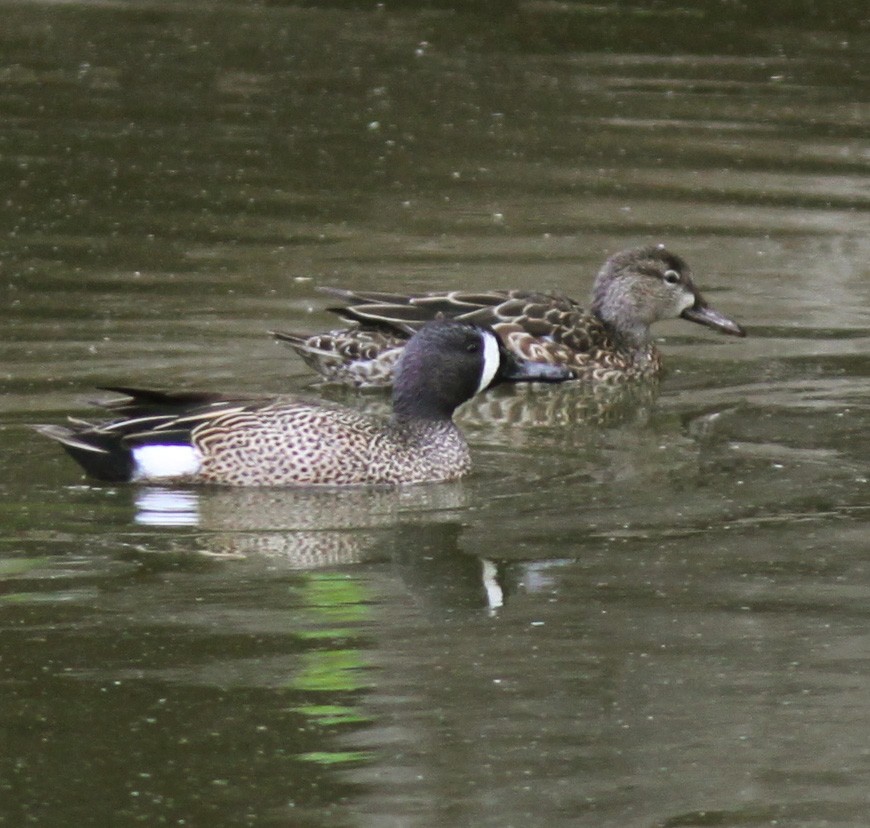 Blue-winged Teal - ML126502391