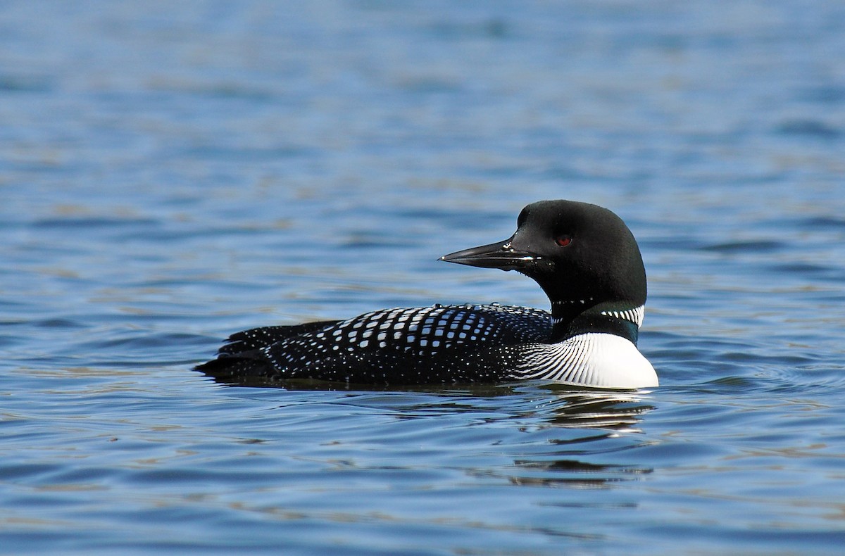 Common Loon - Ryan O'Donnell