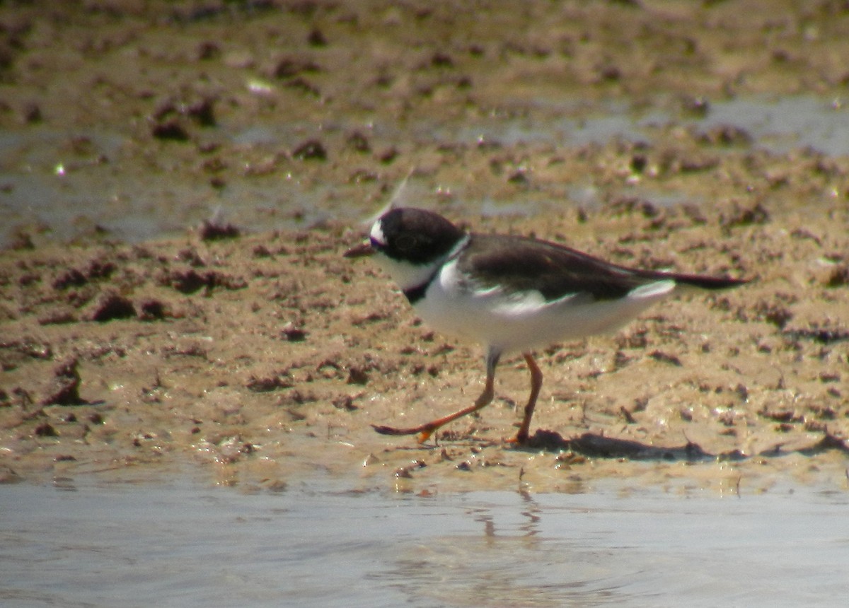 Semipalmated Plover - ML126504581