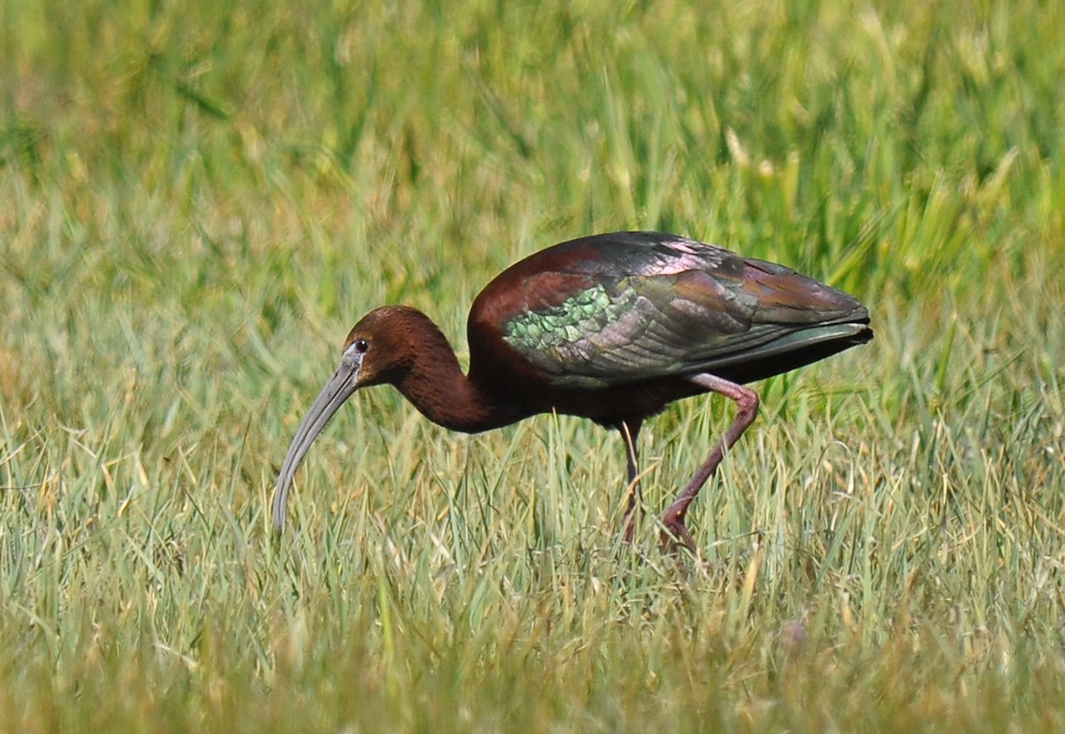 Glossy x White-faced Ibis (hybrid) - Ryan O'Donnell
