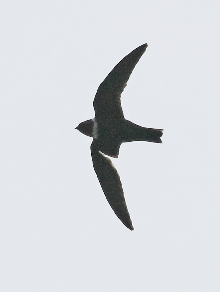 White-collared Swift - Charlotte Byers
