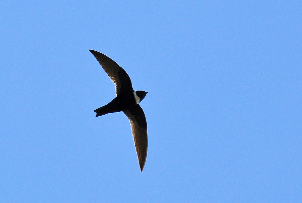 White-collared Swift - Ryan O'Donnell
