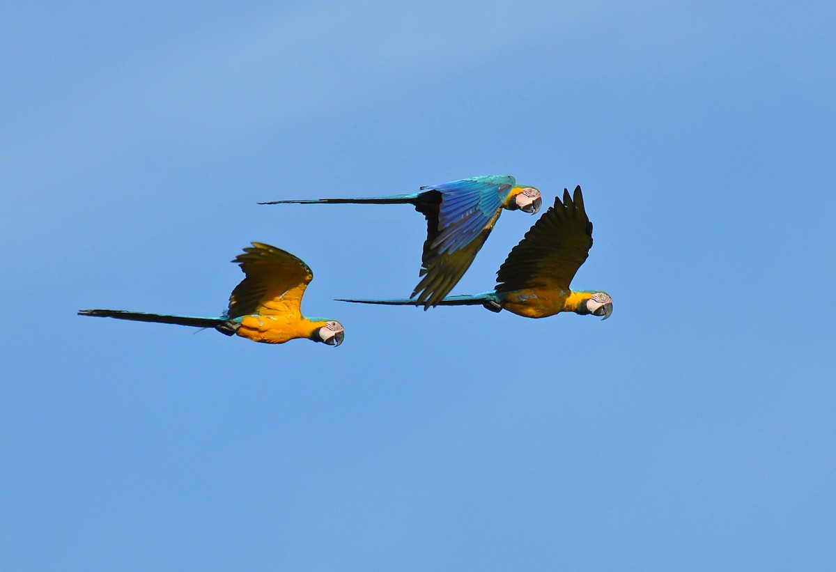 Blue-and-yellow Macaw - ML126509051