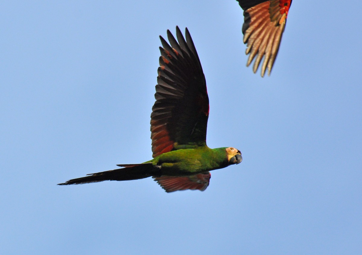 Chestnut-fronted Macaw - Ryan O'Donnell