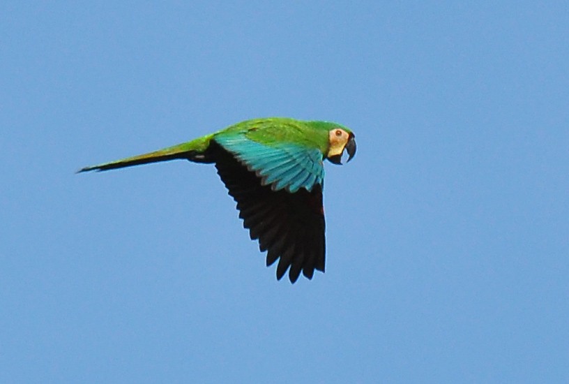 Chestnut-fronted Macaw - ML126509081