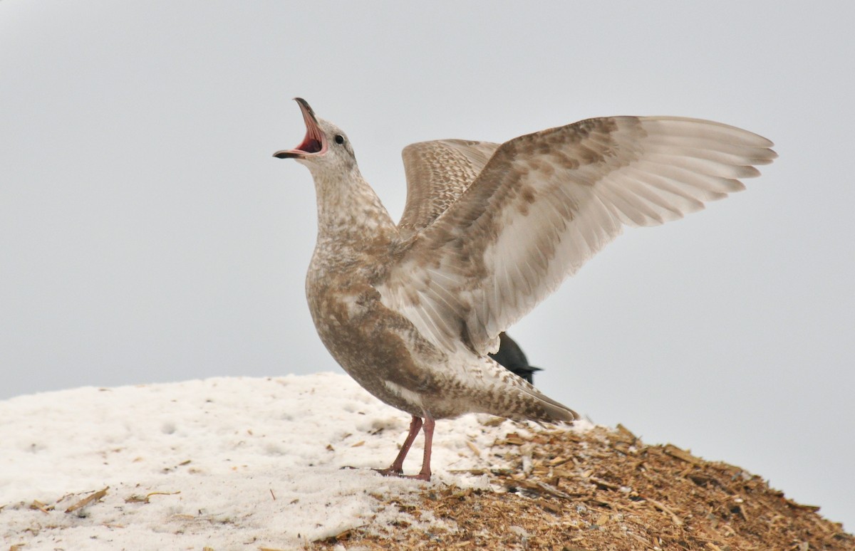 Glaucous-winged Gull - Ryan O'Donnell
