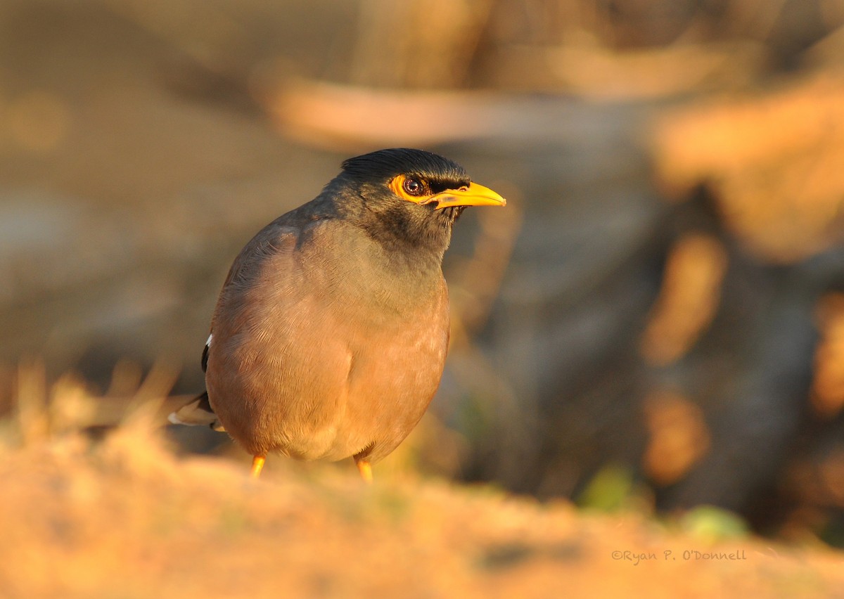Common Myna - Ryan O'Donnell