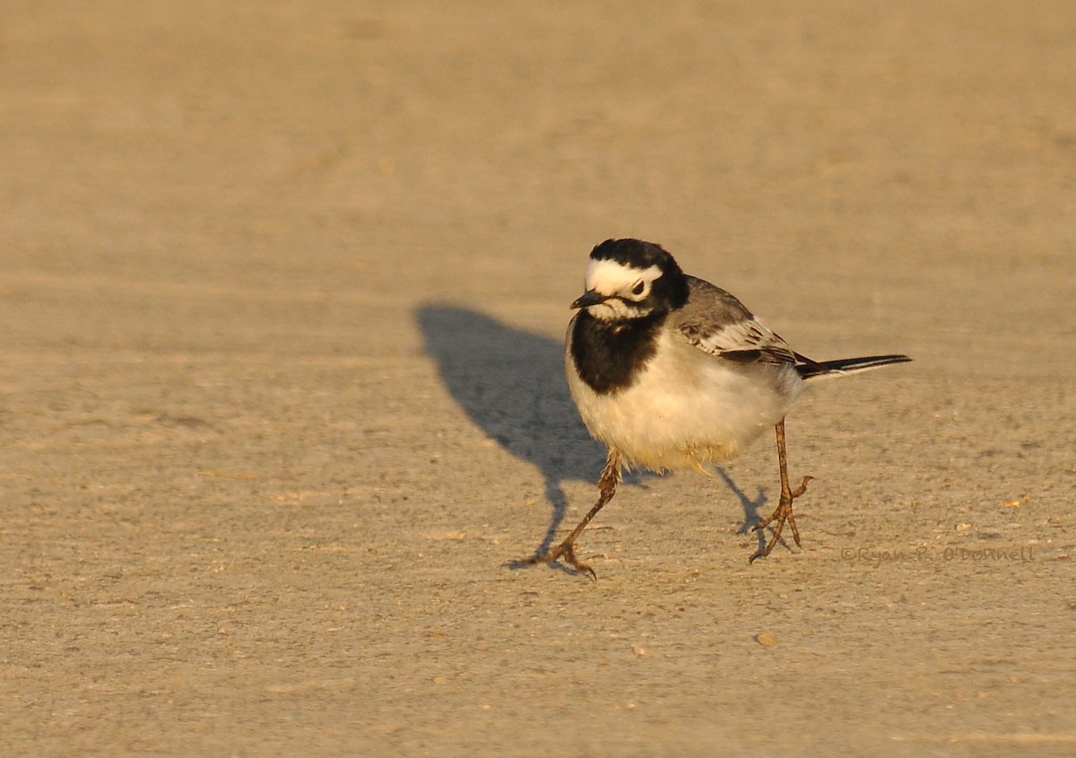 White Wagtail (Masked) - Ryan O'Donnell