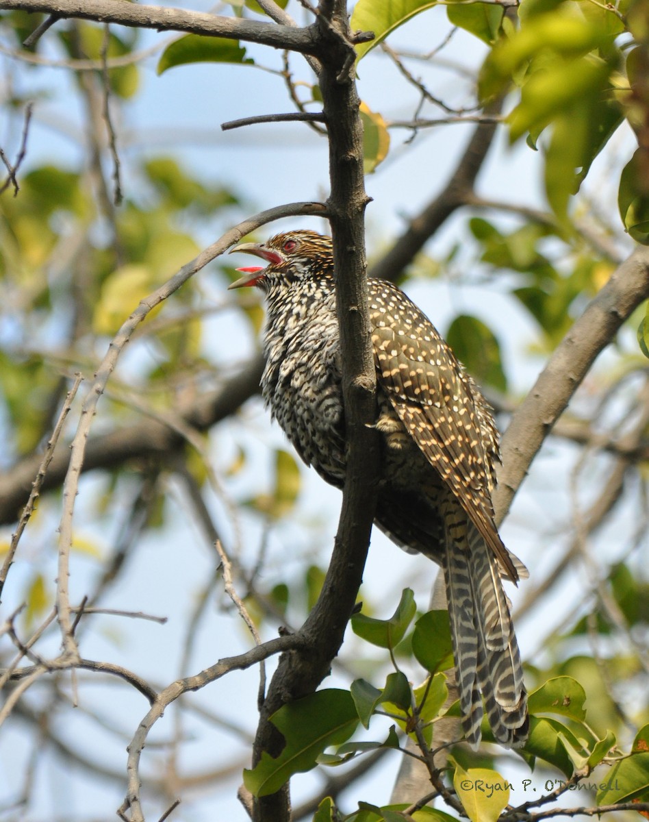 Asian Koel - Ryan O'Donnell
