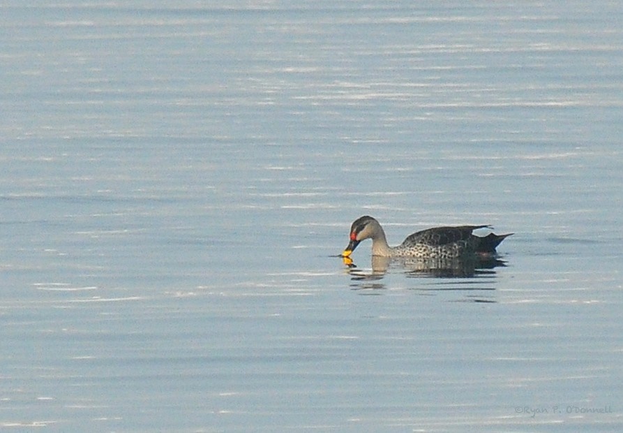 Indian Spot-billed Duck - ML126510901