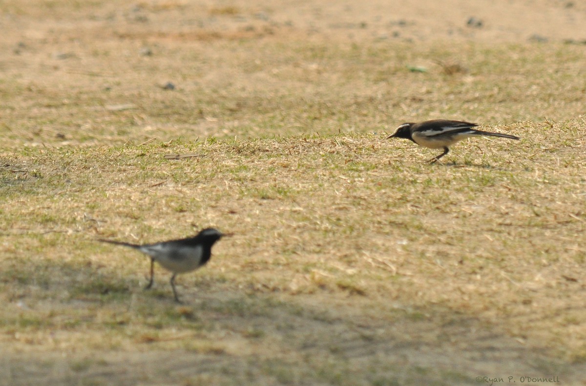 White-browed Wagtail - ML126510911