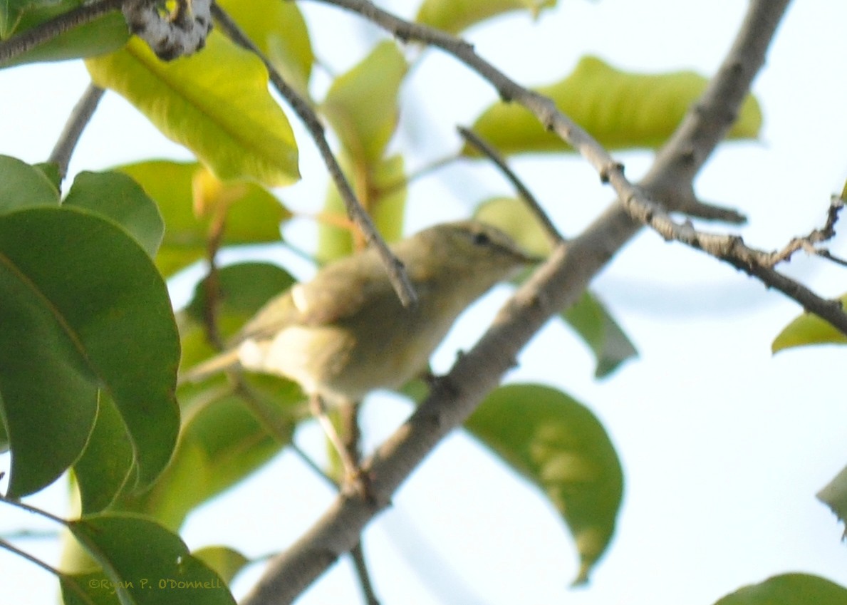 Hume's Warbler - ML126510921
