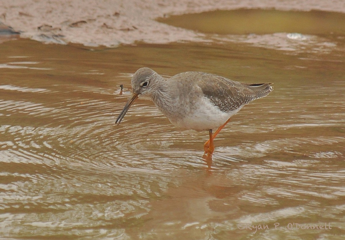 Common Redshank - Ryan O'Donnell