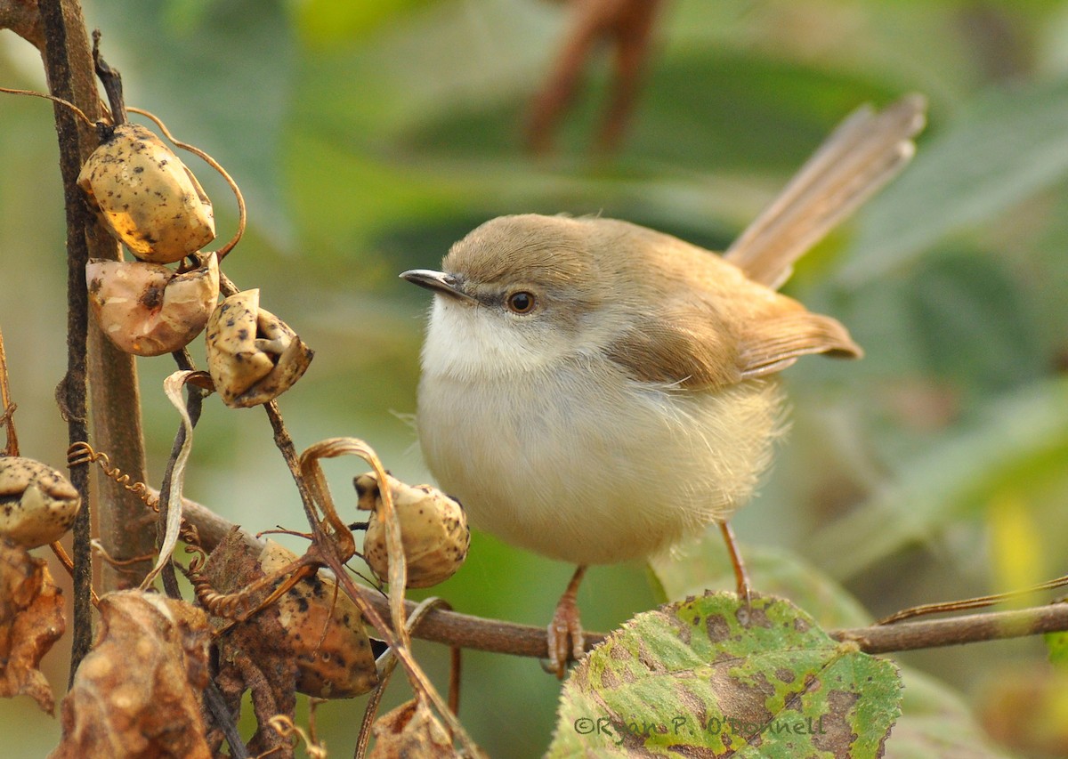 Gray-breasted Prinia - Ryan O'Donnell