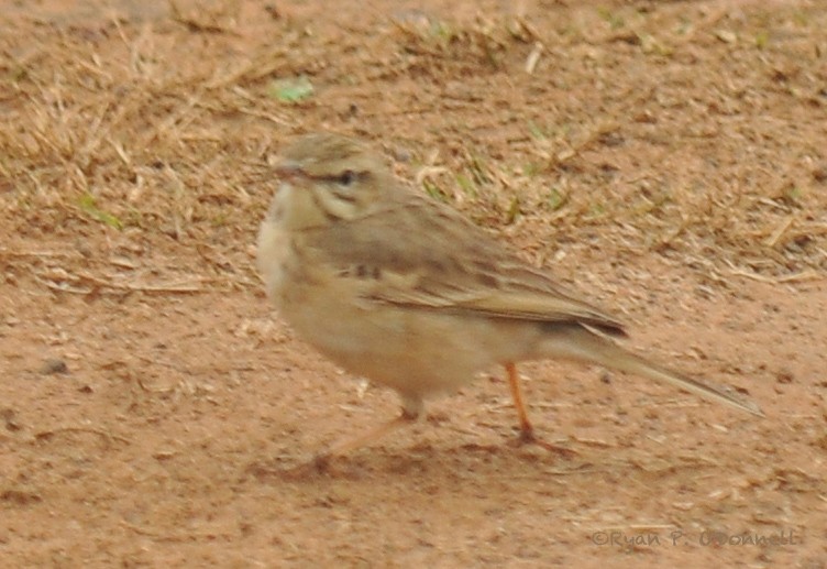 Paddyfield Pipit - Ryan O'Donnell