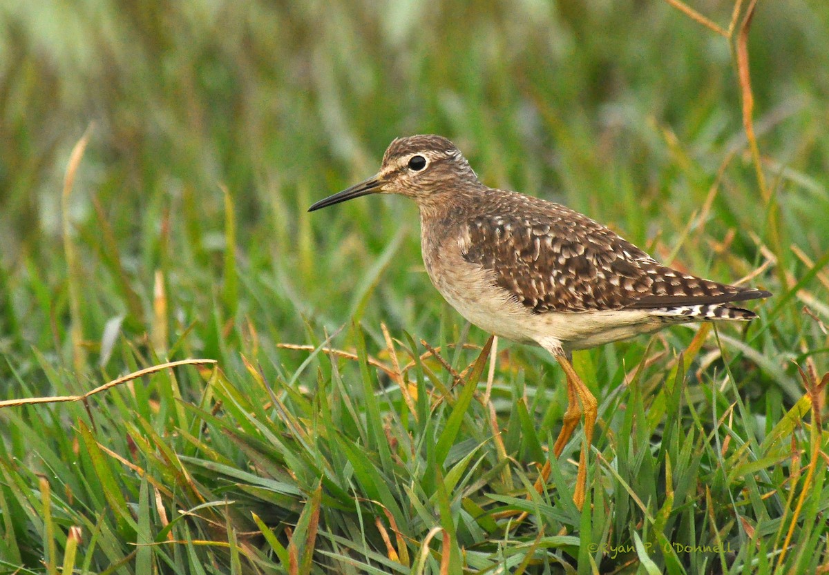 Wood Sandpiper - Ryan O'Donnell