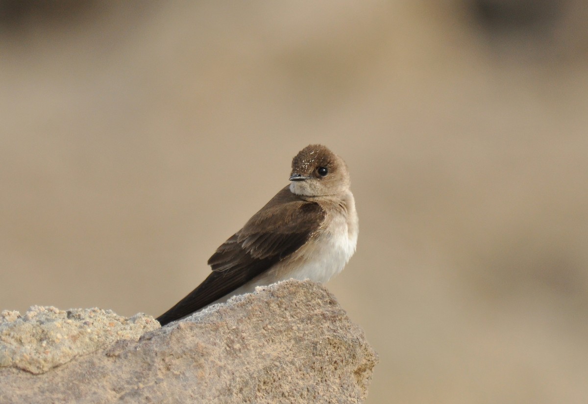 Northern Rough-winged Swallow - Ryan O'Donnell
