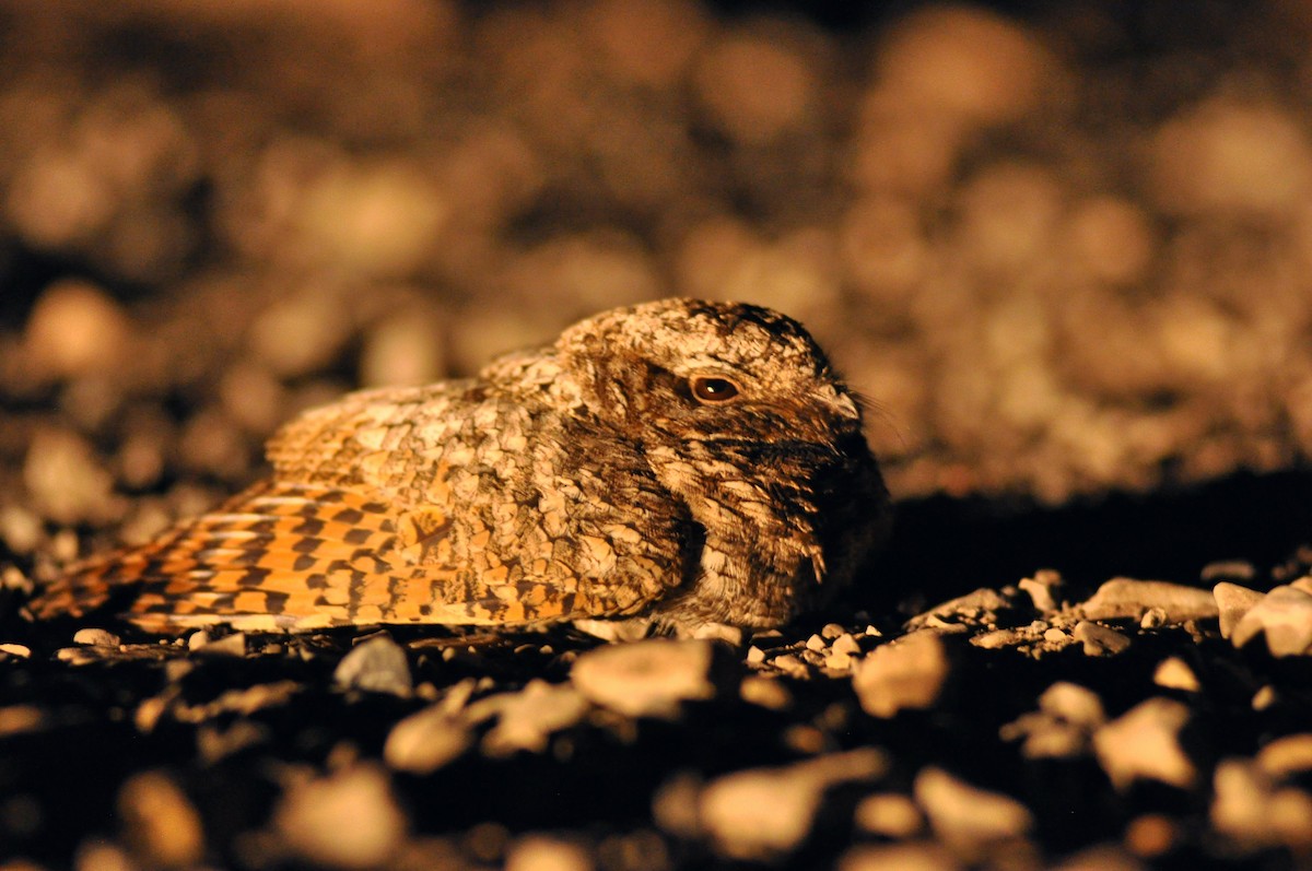 Common Poorwill - Ryan O'Donnell