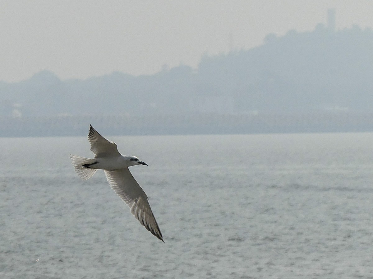 Gull-billed Tern - Mike Prince