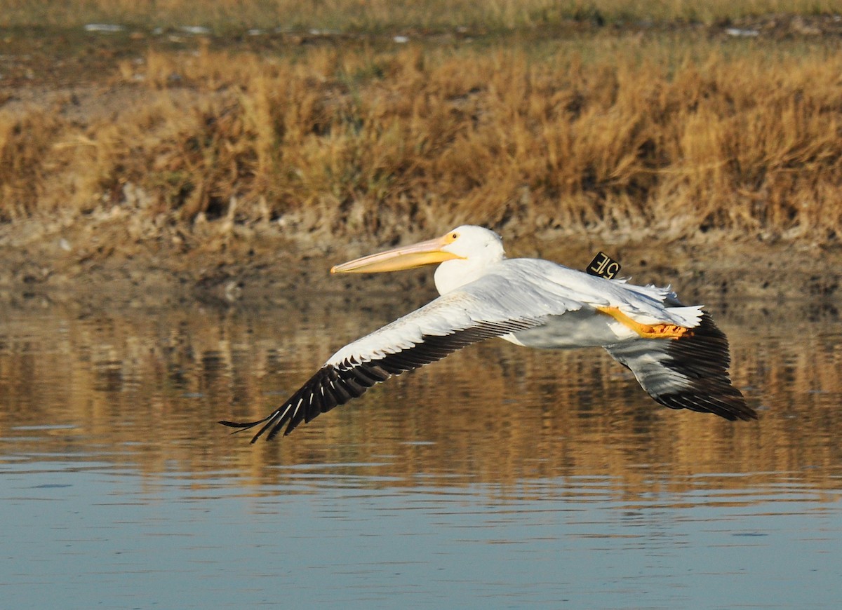 American White Pelican - Ryan O'Donnell