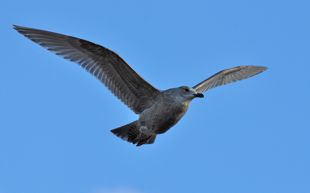 Herring x Glaucous-winged Gull (hybrid) - ML126518261