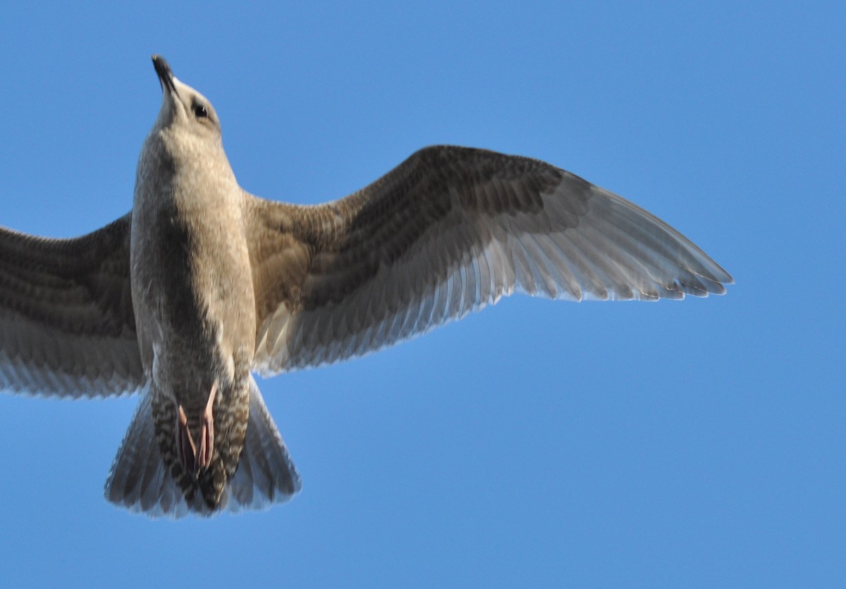 Herring x Glaucous-winged Gull (hybrid) - ML126518281