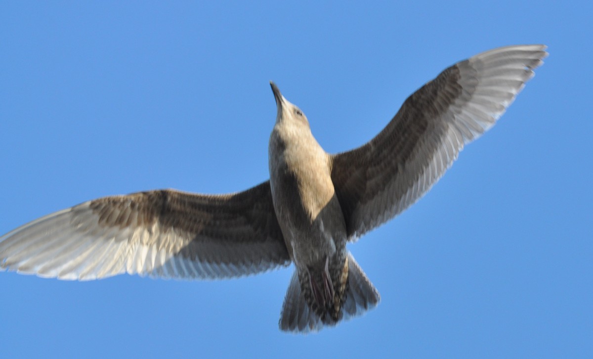 Herring x Glaucous-winged Gull (hybrid) - ML126518331