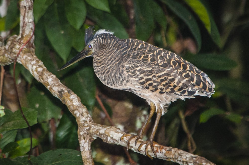 White-crested Tiger-Heron - ML126518571