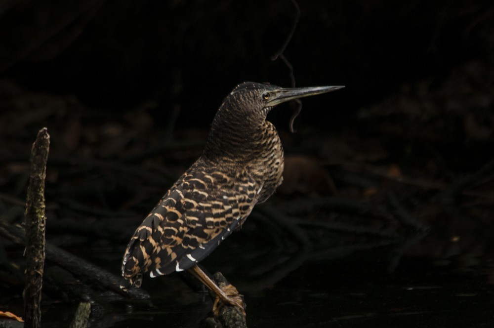 White-crested Tiger-Heron - ML126518591