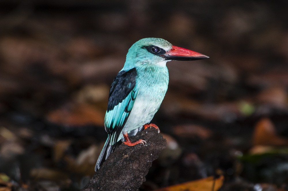 Blue-breasted Kingfisher - David Bishop