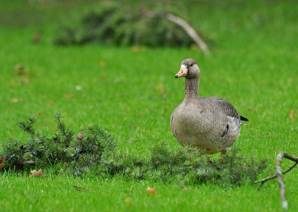 Greater White-fronted Goose - ML126518931