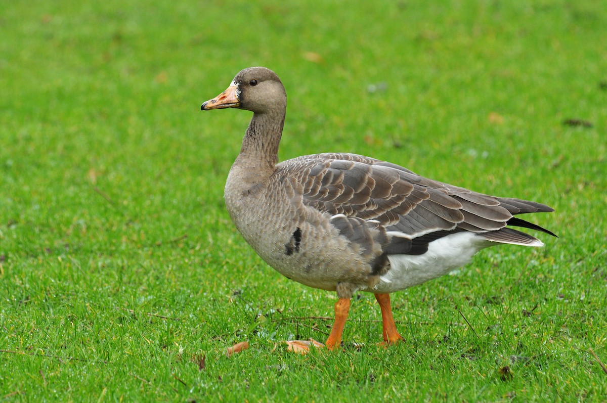 Greater White-fronted Goose - ML126518941