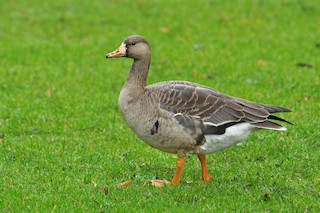 Greater White-fronted Goose, ML126518941