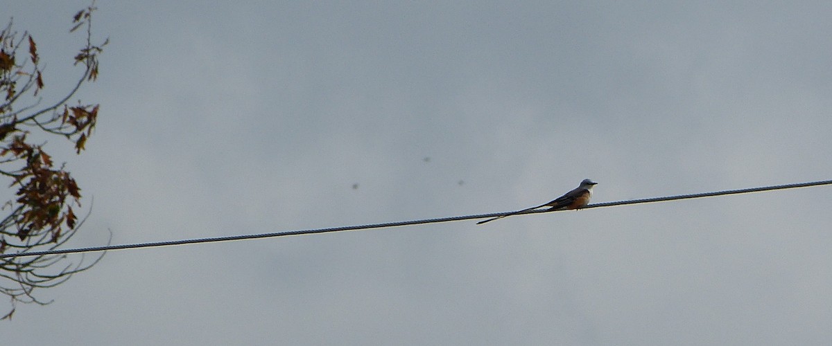 Scissor-tailed Flycatcher - ML126519421