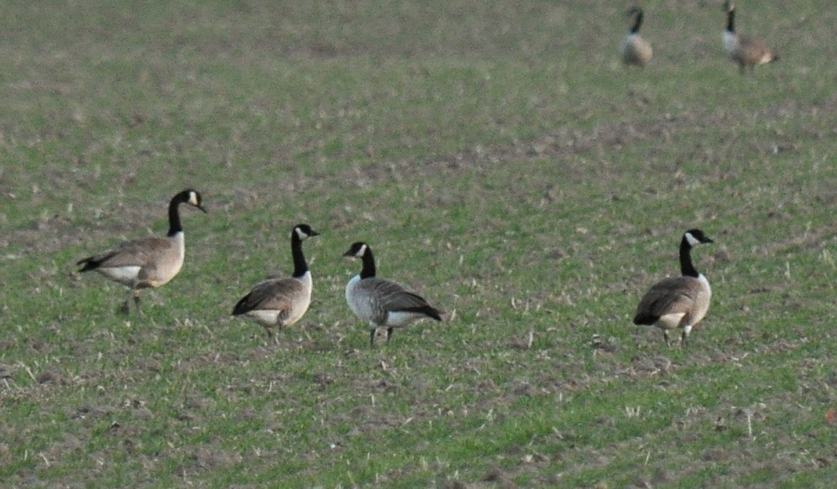 Cackling Goose (Richardson's) - ML126519941